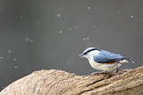 Image. Eurasian Nuthatch