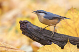 Image. Eurasian Nuthatch