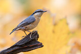 Image. Eurasian Nuthatch
