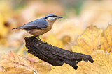 Image. Eurasian Nuthatch