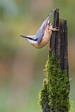 Image. Eurasian Nuthatch