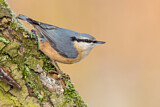 Image. Eurasian Nuthatch