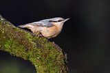 Image. Eurasian Nuthatch