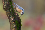 Image. Eurasian Nuthatch