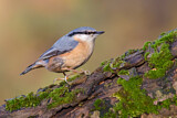 Image. Eurasian Nuthatch
