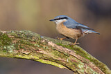 Image. Eurasian Nuthatch