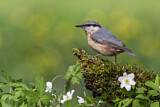 Image. Eurasian Nuthatch