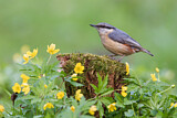 Image. Eurasian Nuthatch