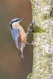 Image. Eurasian Nuthatch