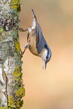 Image. Eurasian Nuthatch