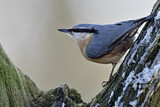 Image. Eurasian Nuthatch