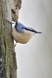 Image. Eurasian Nuthatch