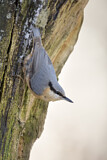 Image. Eurasian Nuthatch
