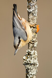 Image. Eurasian Nuthatch