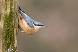 Image. Eurasian Nuthatch