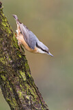 Image. Eurasian Nuthatch