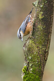 Image. Eurasian Nuthatch