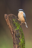 Image. Eurasian Nuthatch