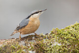 Image. Eurasian Nuthatch
