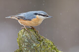 Image. Eurasian Nuthatch