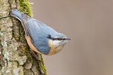 Image. Eurasian Nuthatch