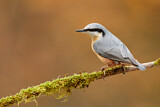 Image. Eurasian Nuthatch