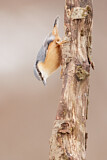 Image. Eurasian Nuthatch
