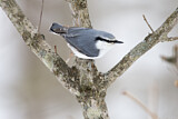 Image. Eurasian Nuthatch