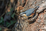 Image. Eurasian Nuthatch