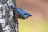 Image. Eurasian Nuthatch