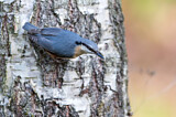 Image. Eurasian Nuthatch