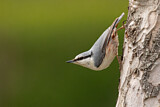 Image. Eurasian Nuthatch