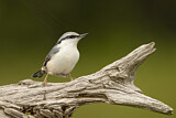 Image. Eurasian Nuthatch