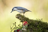 Image. Eurasian Nuthatch