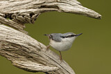 Image. Eurasian Nuthatch
