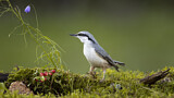 Image. Eurasian Nuthatch