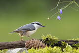 Image. Eurasian Nuthatch