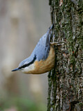 Image. Eurasian Nuthatch
