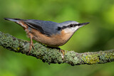 Image. Eurasian Nuthatch