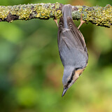 Image. Eurasian Nuthatch
