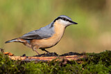 Image. Eurasian Nuthatch