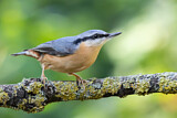 Image. Eurasian Nuthatch