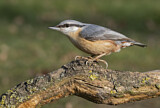 Image. Eurasian Nuthatch