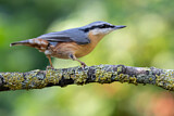 Image. Eurasian Nuthatch