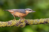 Image. Eurasian Nuthatch