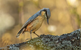 Image. Eurasian Nuthatch