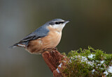 Image. Eurasian Nuthatch