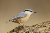 Image. Eurasian Nuthatch