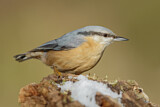 Image. Eurasian Nuthatch