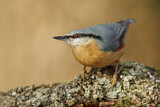 Image. Eurasian Nuthatch
